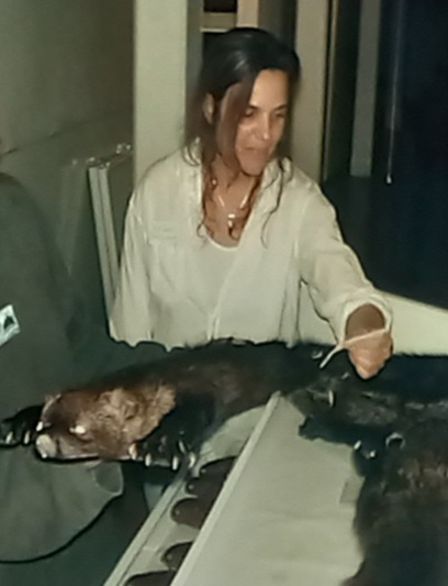 Ms. Chupasko holding a fisher cat study skin, a large weasel, in the scientific mammal collection, mid-90s